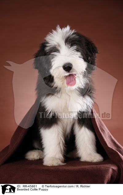 Bearded Collie Puppy / RR-45861