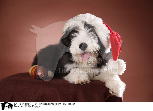 Bearded Collie Welpe / Bearded Collie Puppy / RR-45864