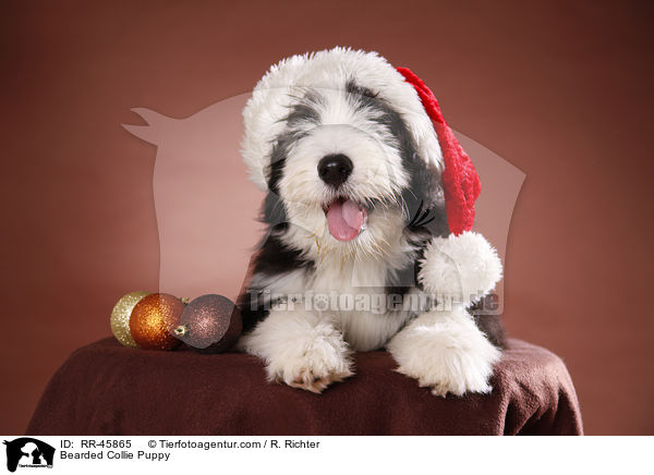 Bearded Collie Welpe / Bearded Collie Puppy / RR-45865