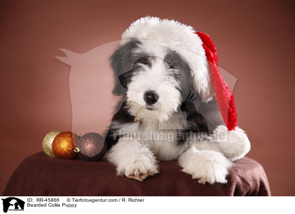 Bearded Collie Welpe / Bearded Collie Puppy / RR-45866