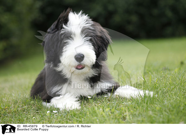 Bearded Collie Puppy / RR-45879