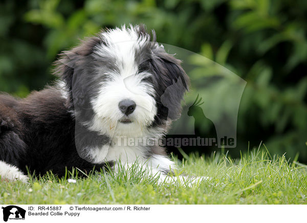Bearded Collie Puppy / RR-45887