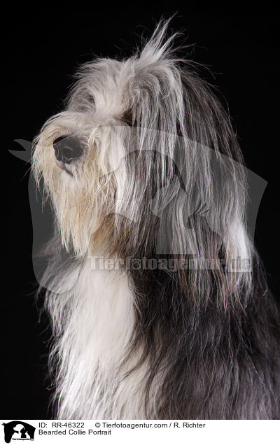 Bearded Collie Portrait / Bearded Collie Portrait / RR-46322