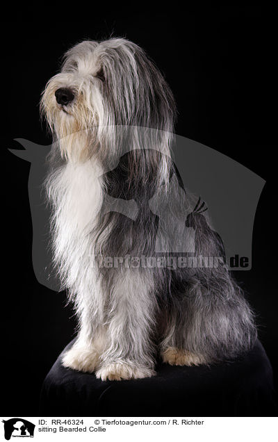 sitzender Bearded Collie / sitting Bearded Collie / RR-46324