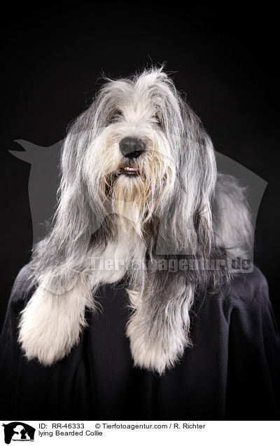 liegender Bearded Collie / lying Bearded Collie / RR-46333