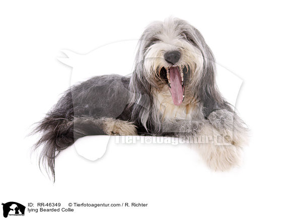 lying Bearded Collie / RR-46349