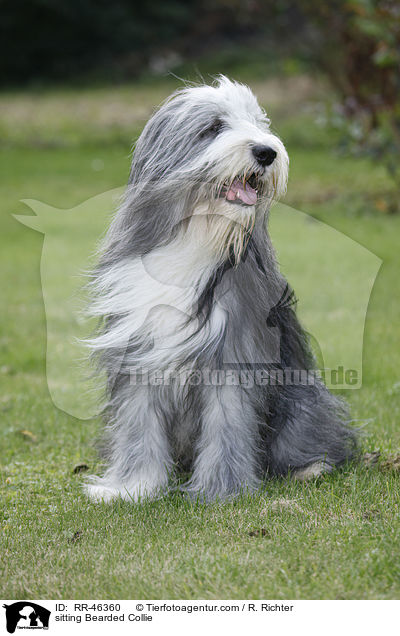 sitzender Bearded Collie / sitting Bearded Collie / RR-46360
