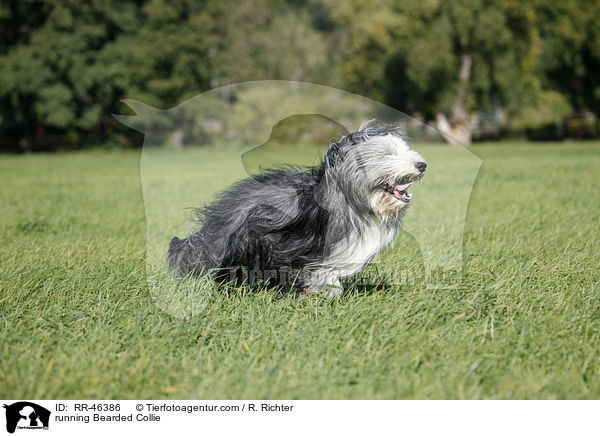 running Bearded Collie / RR-46386