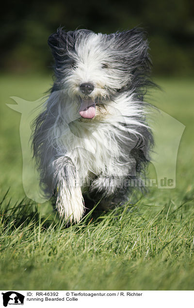 running Bearded Collie / RR-46392