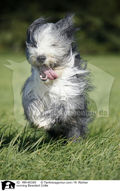 running Bearded Collie / RR-46395