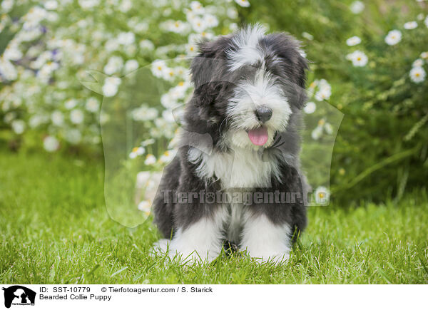 Bearded Collie Welpe / Bearded Collie Puppy / SST-10779