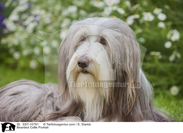 Bearded Collie Portrait / Bearded Collie Portrait / SST-10791