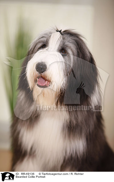 Bearded Collie Portrait / RR-49136