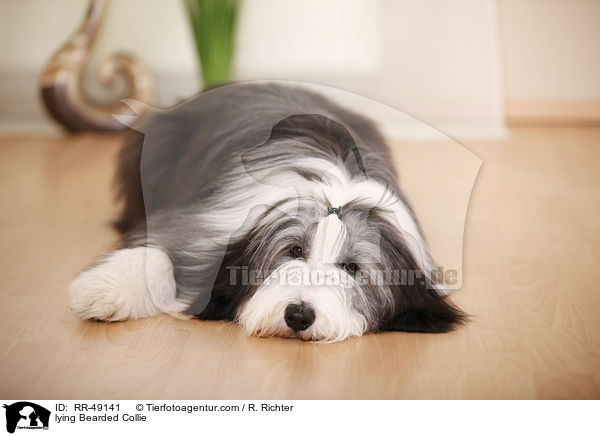 lying Bearded Collie / RR-49141