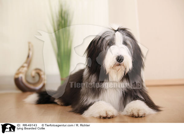 lying Bearded Collie / RR-49143