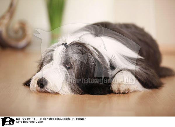 lying Bearded Collie / RR-49145