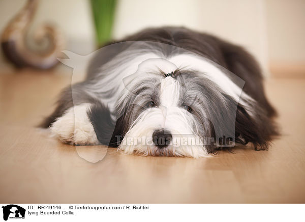 lying Bearded Collie / RR-49146
