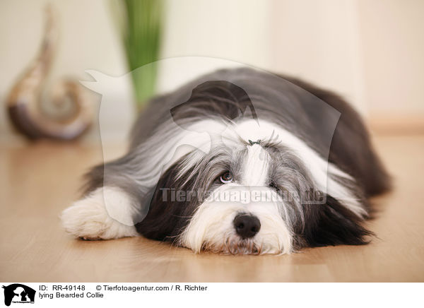 lying Bearded Collie / RR-49148