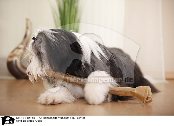 lying Bearded Collie / RR-49158