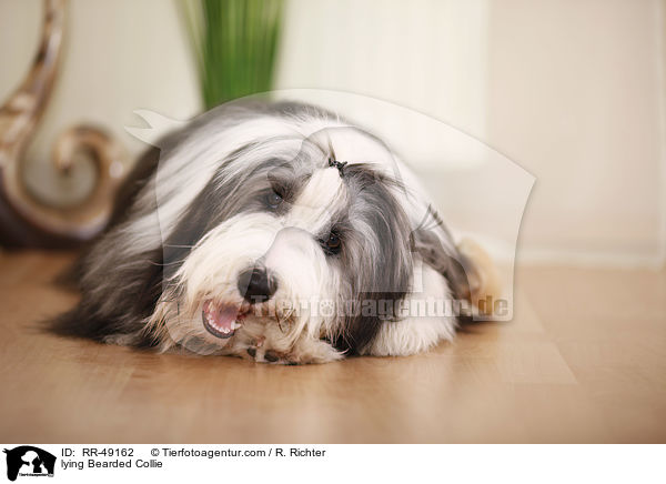liegender Bearded Collie / lying Bearded Collie / RR-49162