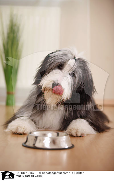 lying Bearded Collie / RR-49167