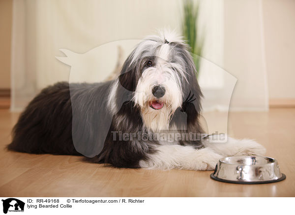 lying Bearded Collie / RR-49168