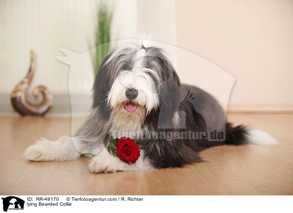 lying Bearded Collie / RR-49170