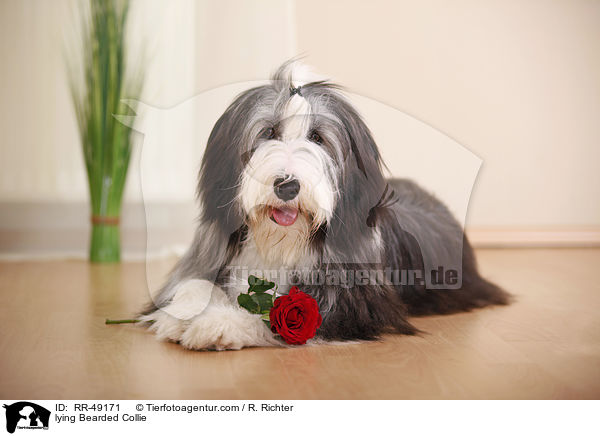 lying Bearded Collie / RR-49171