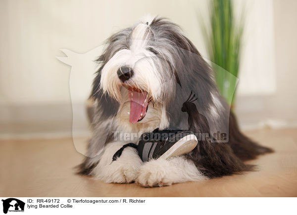 lying Bearded Collie / RR-49172