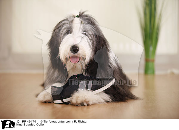 lying Bearded Collie / RR-49174