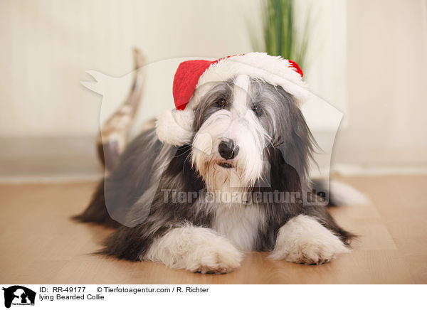 liegender Bearded Collie / lying Bearded Collie / RR-49177