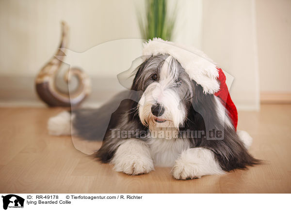 liegender Bearded Collie / lying Bearded Collie / RR-49178
