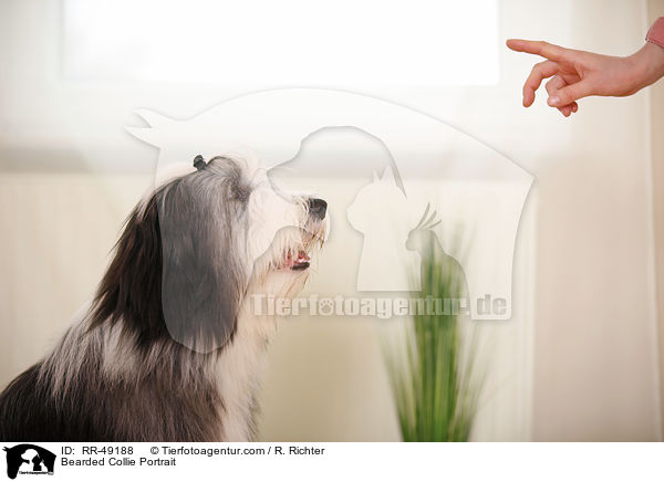 Bearded Collie Portrait / Bearded Collie Portrait / RR-49188