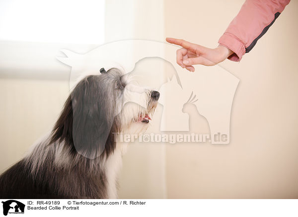 Bearded Collie Portrait / RR-49189
