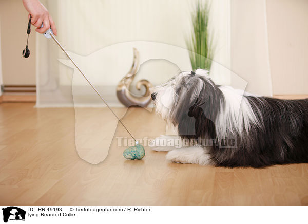 liegender Bearded Collie / lying Bearded Collie / RR-49193