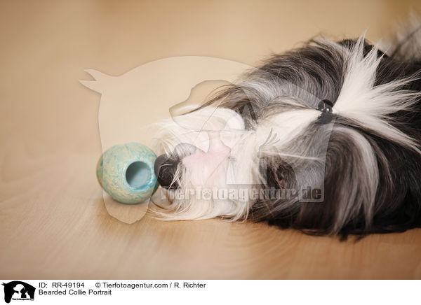 Bearded Collie Portrait / Bearded Collie Portrait / RR-49194