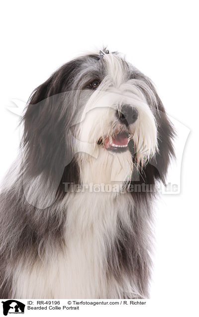 Bearded Collie Portrait / Bearded Collie Portrait / RR-49196