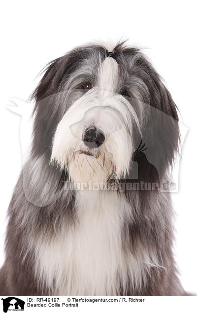 Bearded Collie Portrait / Bearded Collie Portrait / RR-49197