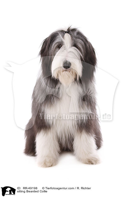 sitzender Bearded Collie / sitting Bearded Collie / RR-49198