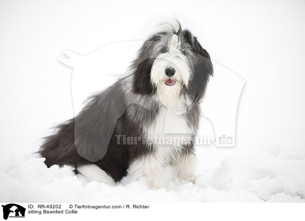 sitzender Bearded Collie / sitting Bearded Collie / RR-49202