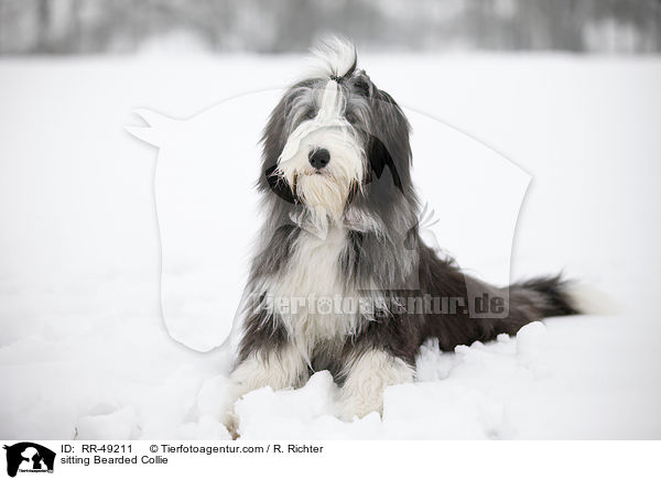 sitzender Bearded Collie / sitting Bearded Collie / RR-49211