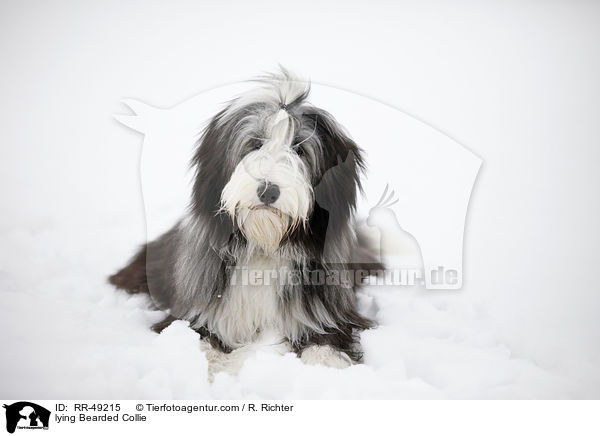 liegender Bearded Collie / lying Bearded Collie / RR-49215