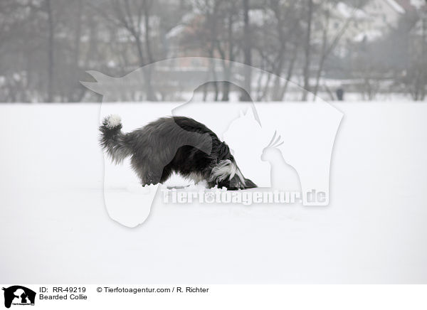 Bearded Collie / Bearded Collie / RR-49219