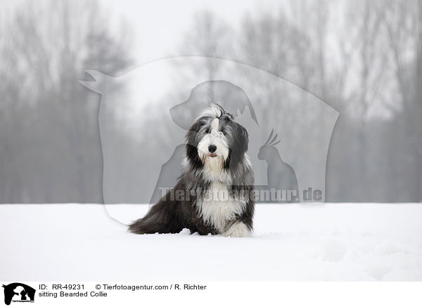 sitzender Bearded Collie / sitting Bearded Collie / RR-49231