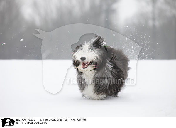 rennender Bearded Collie / running Bearded Collie / RR-49232