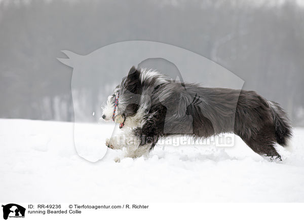 running Bearded Collie / RR-49236