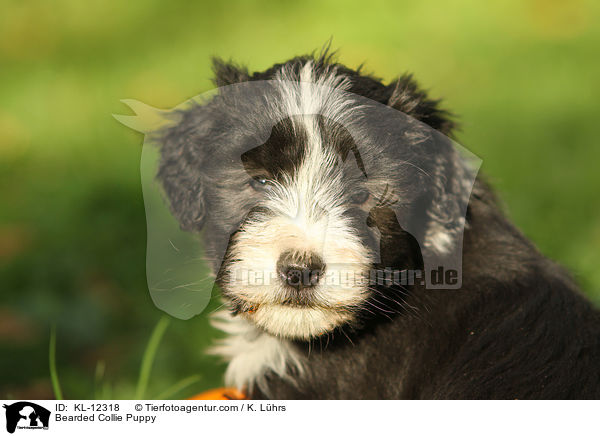 Bearded Collie Puppy / KL-12318