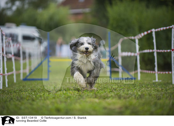running Bearded Collie / SST-13419