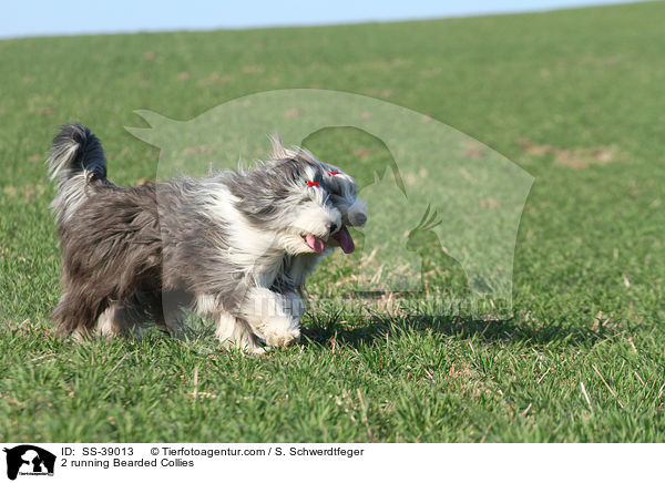 2 running Bearded Collies / SS-39013
