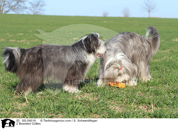 2 Bearded Collies / 2 Bearded Collies / SS-39016